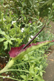 Dracunculus vulgaris RCP05-07 111.jpg